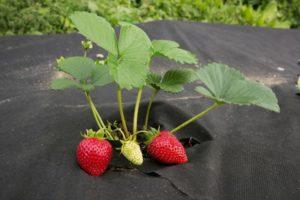 Types of covering fabrics and materials for strawberries from weeds