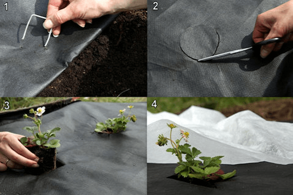 planteringsprocess