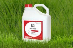 Anweisungen für die Verwendung von Miura-Herbizid gegen Unkraut in den Betten und die Verbrauchsrate
