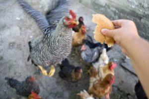 Is it possible to give broiler chickens and layers bread, feeding with black and white products
