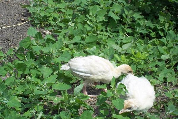 kycklingar vid gräset