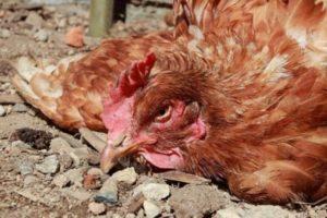 Evcil tavuklarda pastörellozun semptomları ve tedavisi
