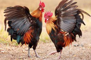 Wat te doen als de hanen onderling vechten en hoe agressie te voorkomen