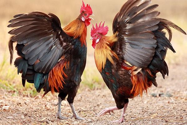 roosters fighting