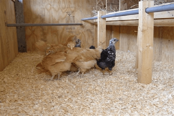 Bettwäsche im Hühnerstall