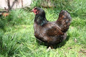 Περιγραφή της φυλής κοτόπουλου Barnevelder και πώς να φροντίζετε τα πουλιά