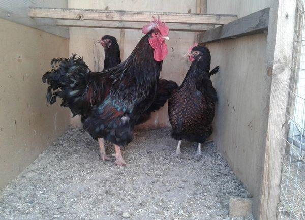 Hühner in einem Hühnerstall
