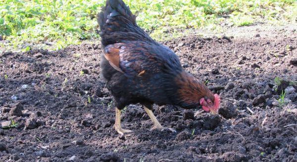 kyckling på gården
