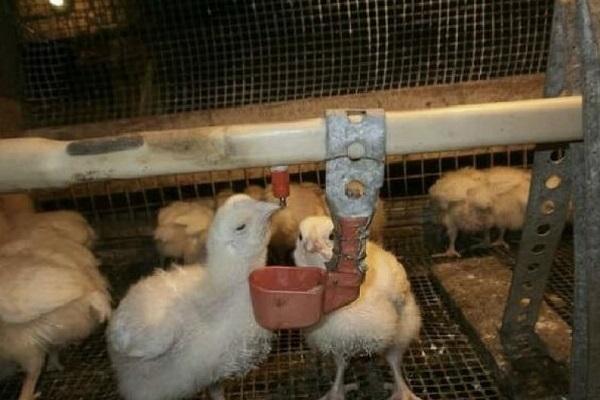 kycklingar äter