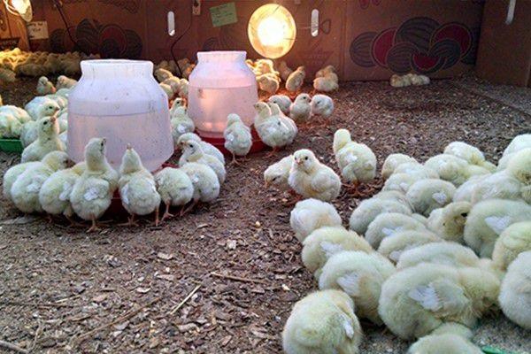 moving to the chicken coop