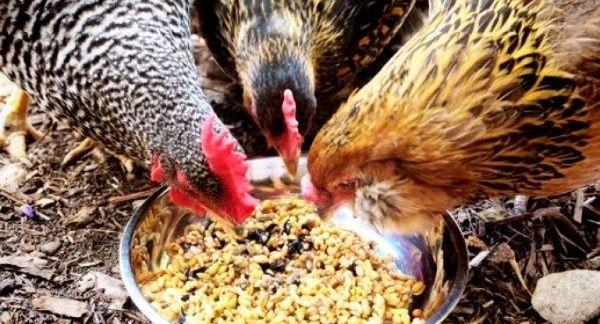 feeding chickens