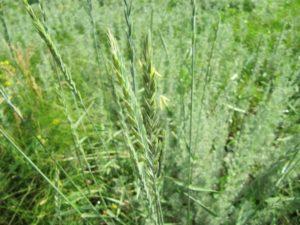 Propiedades medicinales y contraindicaciones de la hierba de trigo rastrera, recetas de medicina tradicional.
