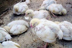 Symtom och metoder för behandling av salmonellos hos kycklingar, förebyggande av sjukdomar