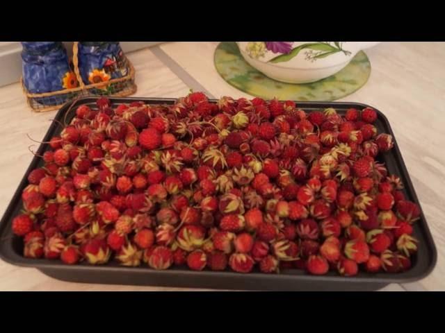 Erdbeeren ernten