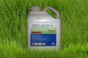 Upute za uporabu herbicida Odaberite, sastav i oblik otpuštanja