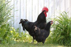 Description and rules for keeping chickens of the Xin Xin Dian breed