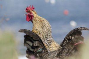 Hoeveel kippen heb je per haan nodig voor bevruchting