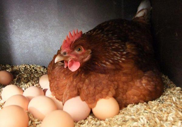 yumurtlayan tavuk