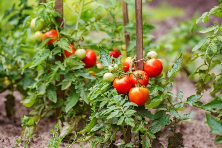 fungicider för tomat