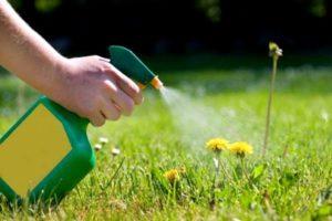 Kaip atsikratyti piktžolių vejoje naudojant selektyvius ir nenutrūkstamus herbicidus