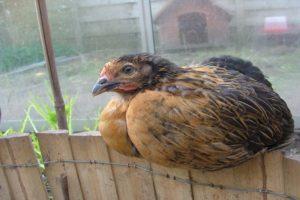 Beskrivning och funktioner för att hålla kycklingar av rasen Super Harko