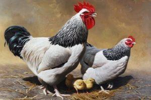 Опис кокоши Суссек, правила држања и храњења