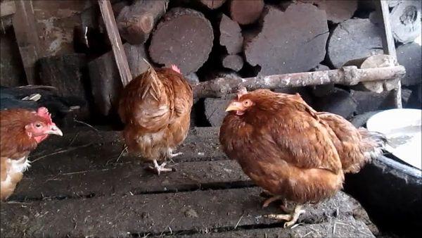 sjuka kycklingar