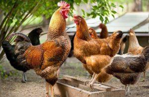 What determines the body temperature of chickens and its norm