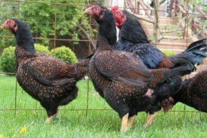 Descripción de las 8 mejores razas de pollos de engorde de color, reglas de mantenimiento y nutrición.
