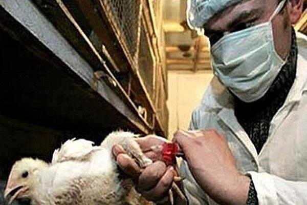 vaccinatie van vleeskuikens