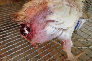 Qué hacer si un pollo se ha caído del oviducto, causas y tratamiento.