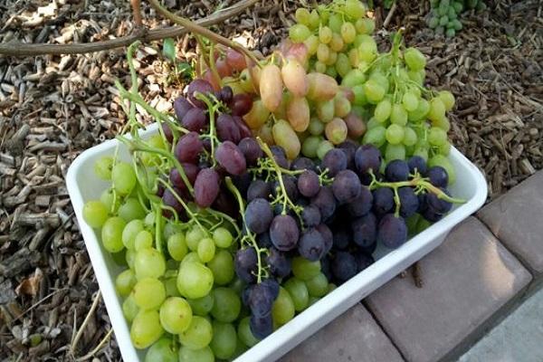 vágott szőlő