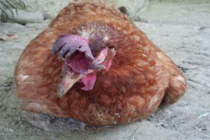How to treat dropsy in chickens, causes and symptoms of poultry disease