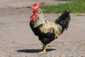 คำอธิบายของไก่สายพันธุ์ Yurlovskaya ที่อื้ออึงและกฎการบำรุงรักษา