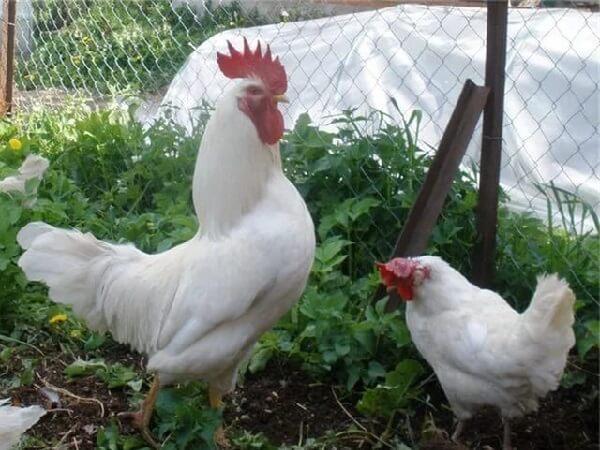 Razza bianca russa di polli