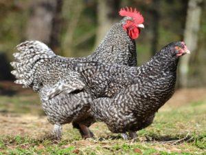 Description and characteristics of Mechelen cuckoo chickens, rules of keeping