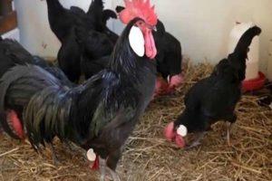Kenmerken en beschrijving van Minorca-kippen, regels voor het houden
