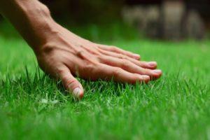 Description of lawn grass that destroys weeds and how to sow the area