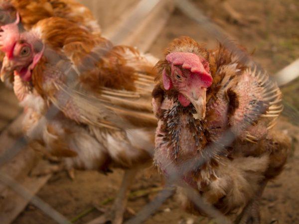 mykoplasmos i tamkycklingar