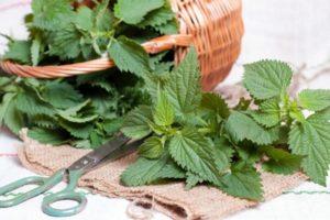 Healing properties and contraindications of nettle for the human body, application features