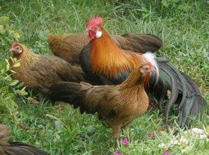 Description and conditions of keeping chickens of the Phoenix breed