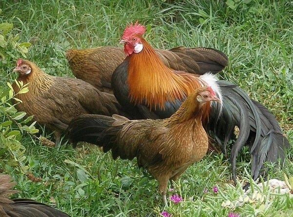 race phénix de poulets