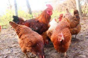 Descrizione e caratteristiche della razza di polli Shaver Brown, condizioni di detenzione