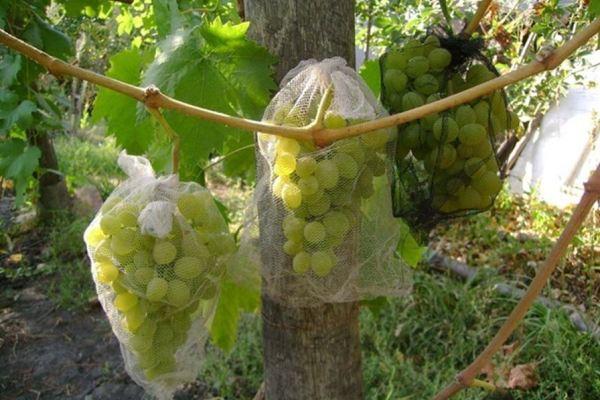Protezione dell'uva