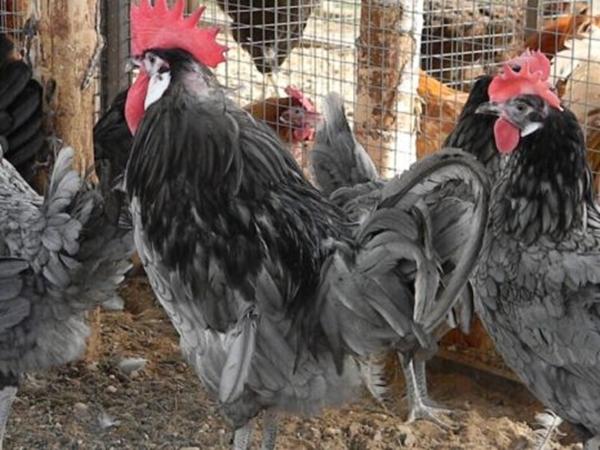 Minorca ras av kycklingar