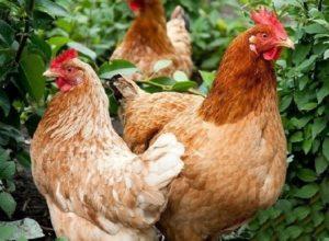 Description and characteristics of High Line chickens, maintenance rules