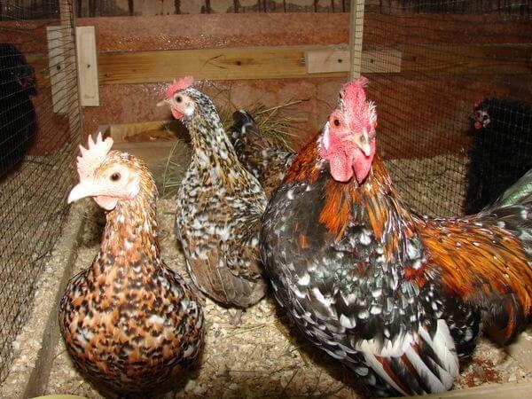 bantams in the chicken coop
