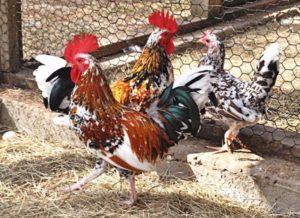 Description et règles pour garder la race naine de poulets Bentamki