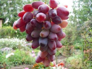 Beskrivelse af Zarevo-druer, plantnings- og dyrkningsregler
