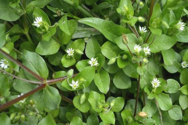 woodlice herb medicinal properties